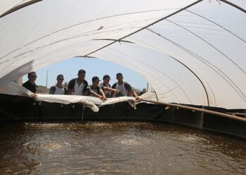 Aracati se destaca em edital do Ministério da Agricultura