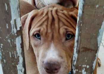 Sancionada Lei que aumenta punição para agressores de animais