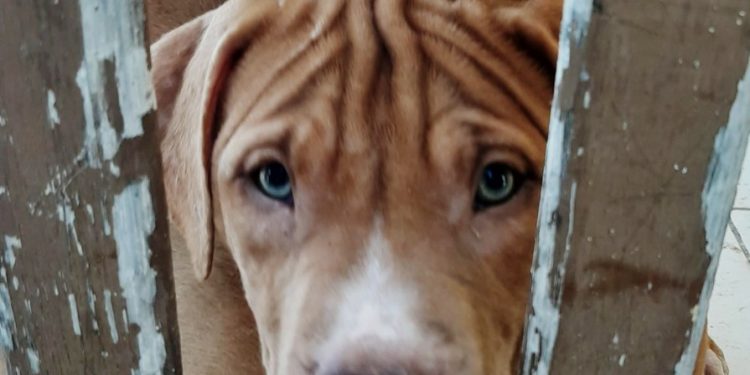 Sancionada Lei que aumenta punição para agressores de animais