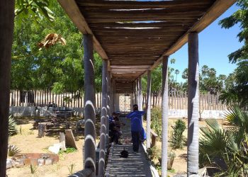 Memorial Carnaúba de Jaguaruana é o primeiro a ser implantado no mundo como espaço de revitalização da vegetação