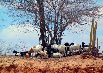 Surto de verminose preocupa criadores de ovinos e caprinos em Tauá