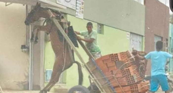 Jumento fica pendurado em carroça com excesso de peso em Juazeiro do Norte