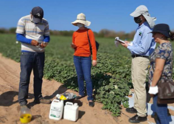 Município de Palhano deve receber certificado para exportação de melão e melancia para os EUA