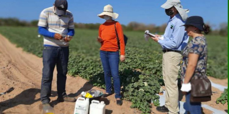 Município de Palhano deve receber certificado para exportação de melão e melancia para os EUA