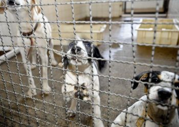 Adoção e abandono de animais domésticos aumentam durante a pandemia