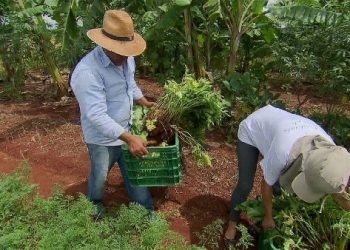 Aracati: começou o credenciamento de entidades e agricultores do Programa de Aquisição de Alimentos