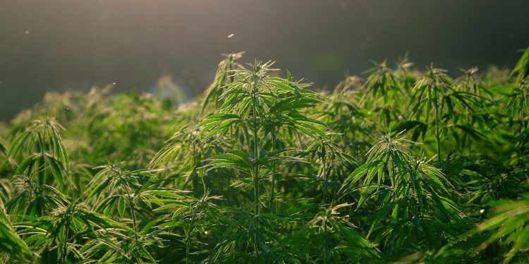 Deputados aprovam descriminalização da maconha nos Estados Unidos