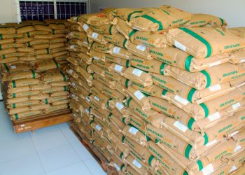 Aracati: Programa Hora de Plantar 2021 divulga calendário de distribuição de semente de milho