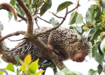 Ceará lança lista inédita de animais encontrados no estado