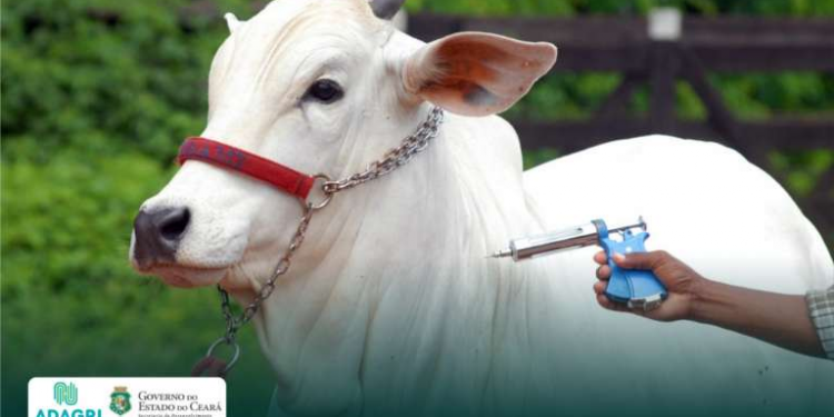 Ceará atinge índice de 86,35% do rebanho vacinado contra Febre Aftosa