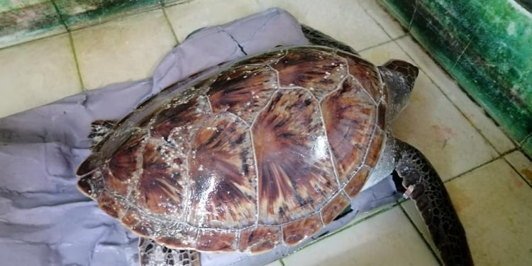 Tartaruga verde é resgatada na Barra do Rio Jaguaribe
