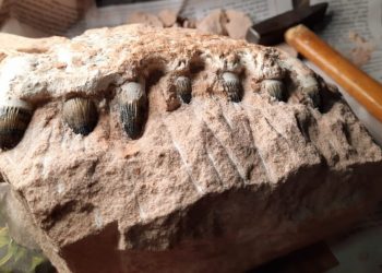 Fósseis de dinossauros são achados durante construção de pedágio em rodovia no interior de SP