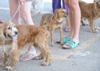 Rússia produz primeiro lote de vacina contra covid-19 para animais