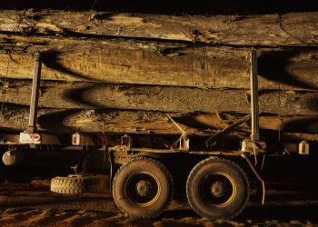 Testemunhas dizem à PF que 3.000 cargas de madeira saíram do Pará para o exterior sem autorização do Ibama