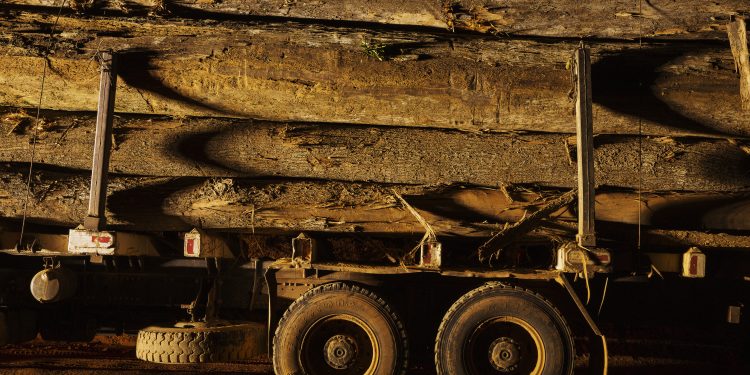 Testemunhas dizem à PF que 3.000 cargas de madeira saíram do Pará para o exterior sem autorização do Ibama