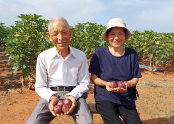 Casal idoso de japoneses realiza sonho e produz figos no Ceará