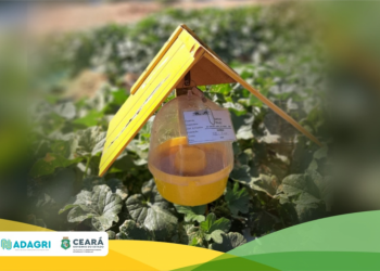 Adagri abre inscrições para curso online de Habilitação de Responsáveis Técnicos para Certificação Fitossanitária de Origem