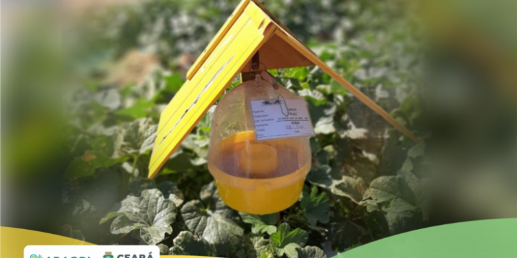 Adagri abre inscrições para curso online de Habilitação de Responsáveis Técnicos para Certificação Fitossanitária de Origem