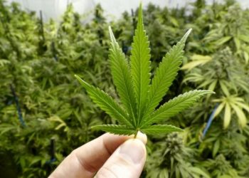 Suprema Corte do México descriminaliza uso recreativo da maconha