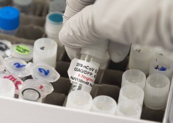 Vacina em estudo oferece proteção contra gripe e Covid-19 em animais