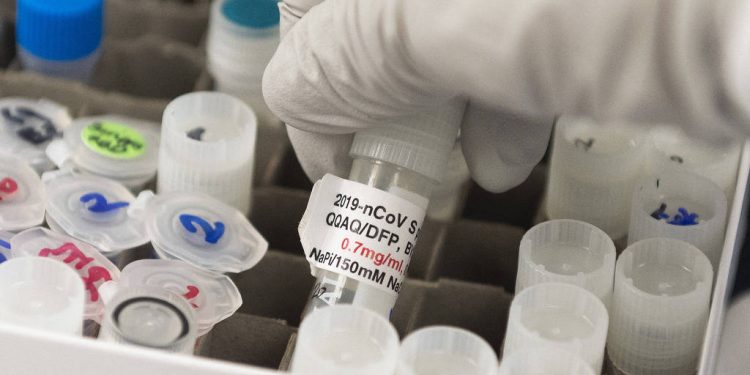 Vacina em estudo oferece proteção contra gripe e Covid-19 em animais