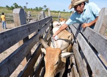 Vacinação contra Febre Aftosa no Ceará é prorrogada até dia 3 de julho