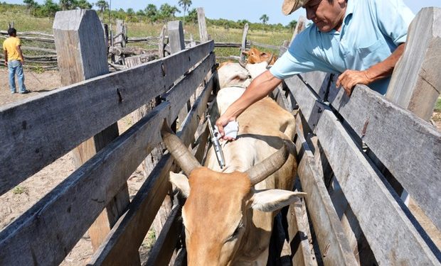 Vacinação contra Febre Aftosa no Ceará é prorrogada até dia 3 de julho