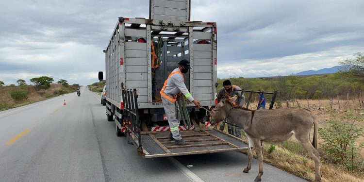 Detran-CE recolhe mais de 3 mil animais nas rodovias estaduais no 1º semestre de 2021