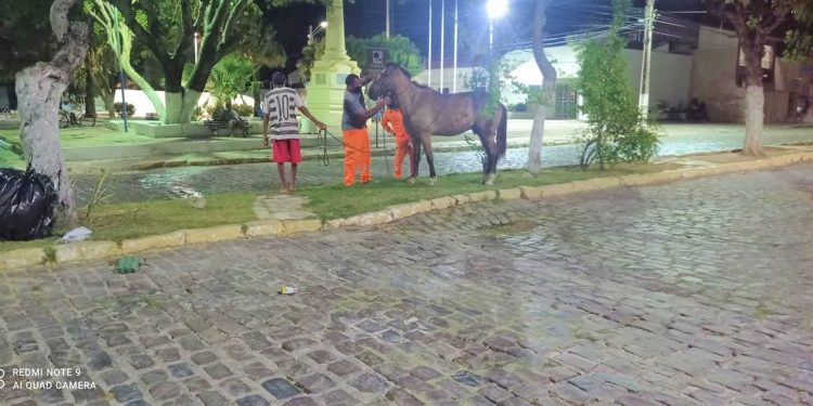 Prefeitura do Aracati realiza operação de captura e apreensão de animais soltos em vias públicas