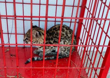 Filhote de gato-do-mato-pequeno é resgatado pelo Corpo de Bombeiros em Tauá