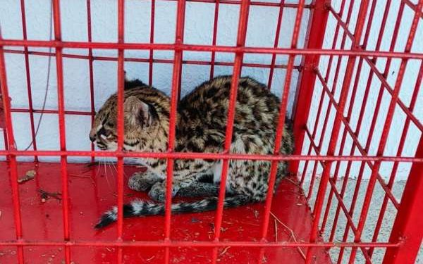 Filhote de gato-do-mato-pequeno é resgatado pelo Corpo de Bombeiros em Tauá