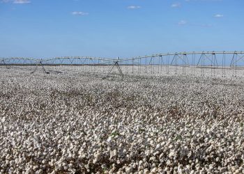 Colheita do algodão no Ceará deverá bater recorde de produtividade