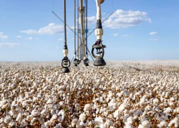 Colheita de algodão no Ceará deve bater recorde de produtividade em 2021, diz Camilo