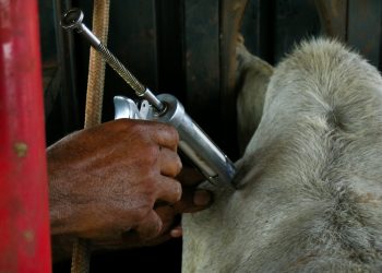 Prazo para vacinação do rebanho contra Febre Aftosa se encerra dia 30 de novembro