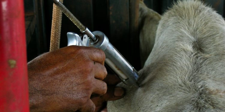 Prazo para vacinação do rebanho contra Febre Aftosa se encerra dia 30 de novembro