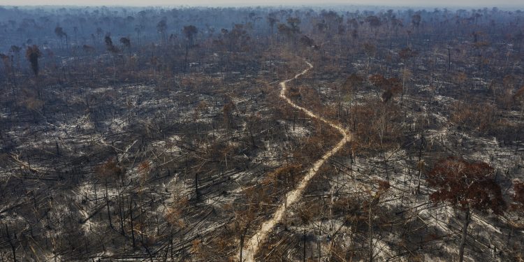 Com salto de 22%, desmatamento anual na Amazônia atinge patamar de 13.235 km2