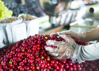 Consórcio Nordeste lança plataforma que otimiza a comercialização de produtos da Agricultura Familiar