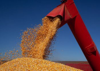 IBGE prevê safra recorde de grãos em 2022