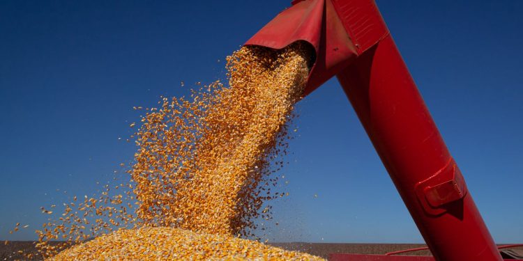 IBGE prevê safra recorde de grãos em 2022