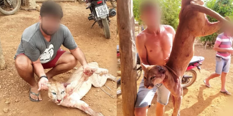Caçadores exibem onça-parda morta e são procurados pela polícia no Ceará