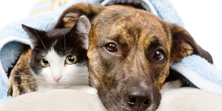 Aracati realiza hoje Dia D de Vacinação contra a Raiva para cães e gatos