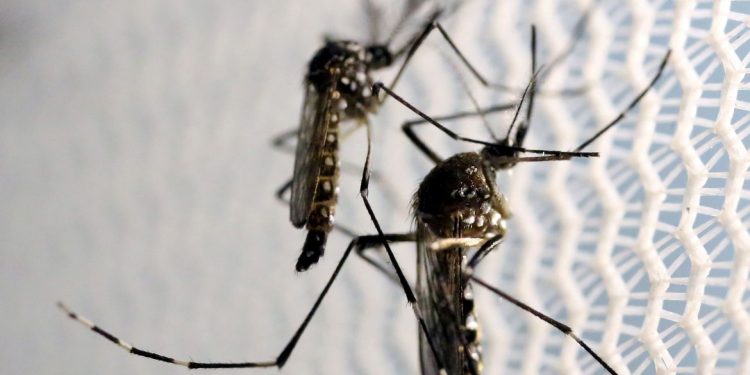 Ministério lança campanha de combate ao mosquito da dengue