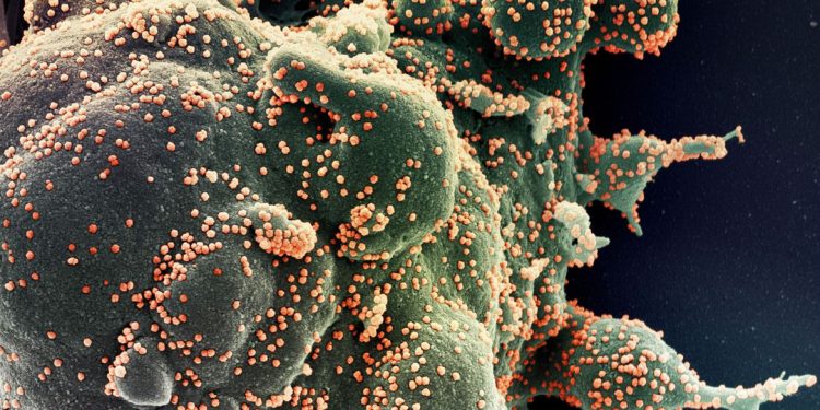 Ministério confirma cinco casos da variante Ômicron no Brasil