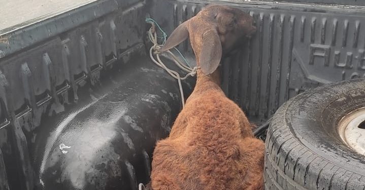 Trio suspeito de furtar animais em Palhano é preso pela PMCE