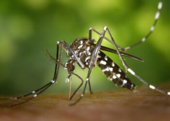 Vírus da dengue faz mosquito picar mais as vítimas