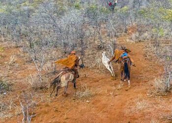 Aracati: I Circuito de Pega de Boi 2022 e IV Pega de Boi no Mato na Lagoa do Jirau acontecem neste domingo (20)