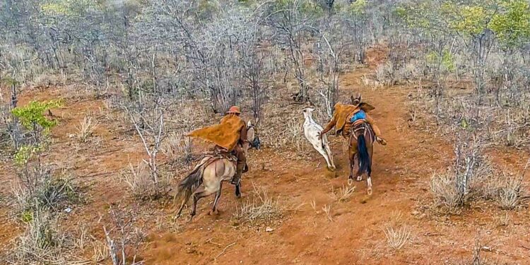 Aracati: I Circuito de Pega de Boi 2022 e IV Pega de Boi no Mato na Lagoa do Jirau acontecem neste domingo (20)