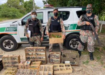 PMCE apreende mais de 170 pássaros silvestres e macaco em feira da Parangaba