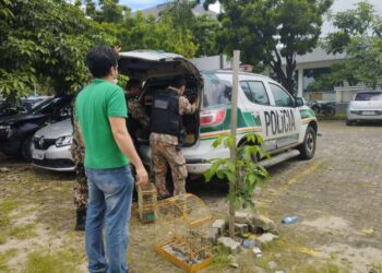 Operação conjunta das Polícias Civil e Militar apreende animais silvestres em feiras livres