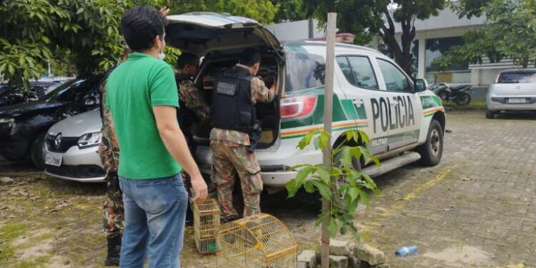 Operação conjunta das Polícias Civil e Militar apreende animais silvestres em feiras livres